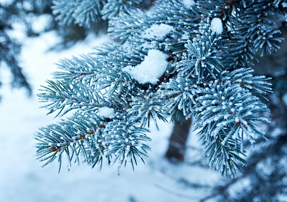 芽树上的冬霜太阳场景季节松树雪堆雪花枞树木头天气墙纸图片