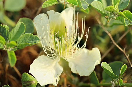 紫辣椒花蔬菜水果食物花瓣粉色植物叶子绿色卵形紫色图片