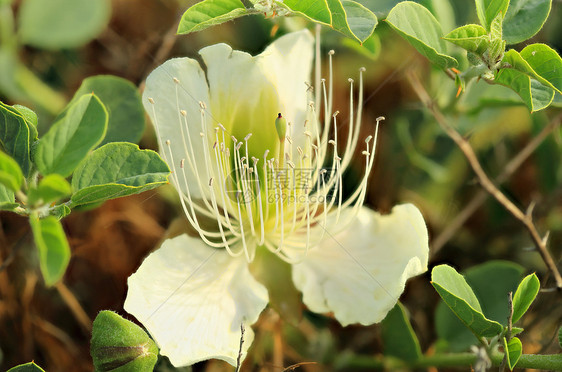 紫辣椒花蔬菜水果食物花瓣粉色植物叶子绿色卵形紫色图片