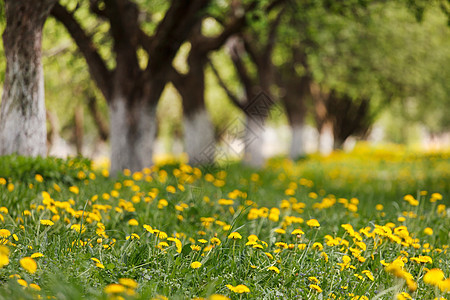 春季公园叶子花瓣雏菊草地天气场地城市国家土地农场图片