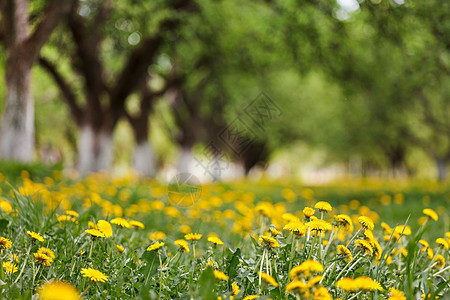 春季公园叶子花瓣花园雏菊场地农场土地草地牧场国家图片