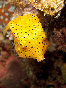 青黄小黄箱养鱼旅行生物学旅游水样游泳海洋黄色动物群假期图片