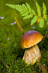 性质连接蘑菇蕨类环境森林蔬菜苔藓荒野棕色绿色宏观图片