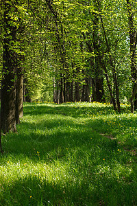 美丽的公园胡同森林植物树林分支机构踪迹农村魔法叶子风景图片