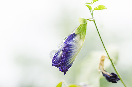 蝴蝶梨花花植物群植物宏观背景图片