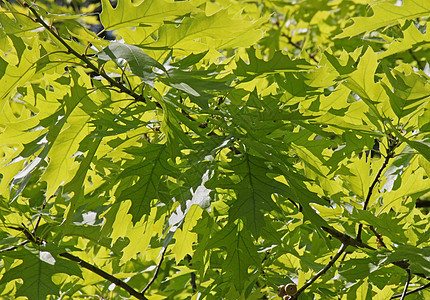 橡树叶叶植物群叶子绿色树叶图片