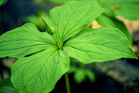 真正的爱人的结结 巴黎四面形四叶草草本植物绿色药品植物群真情人图片