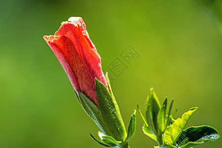 象皮开花情调异国植物群美丽花园生长花瓣天堂植物木槿图片