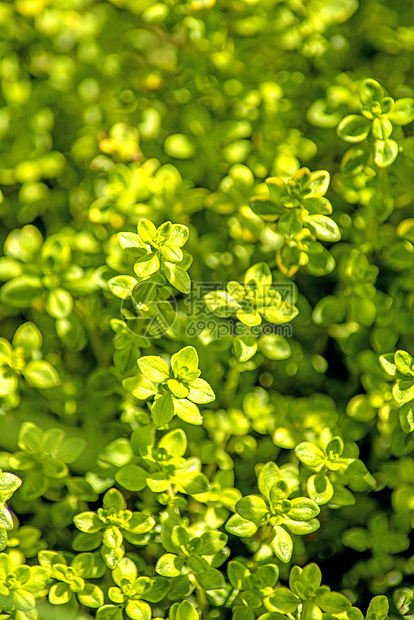 百孔荒野植物医疗绿色香料百里香自然宏观软药植物群图片