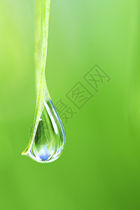 大水滴草地花园气候反射草本植物生长叶子环境刀刃雨滴图片