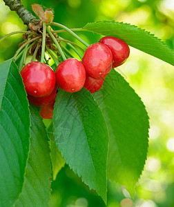 在树上甜美的果实的开裂樱桃收成季节水果食物团体花园营养叶子果园生长图片