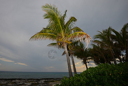 棕榈树 海滩上有椰子图片