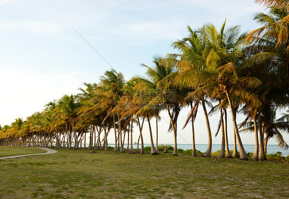 热带目的地棕榈树和海洋 有路图片