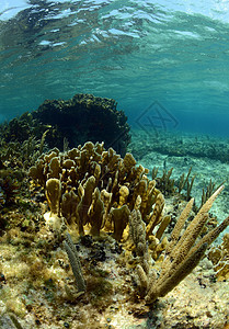 自然水下海景与哥尔戈尼亚图片