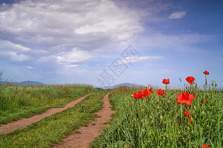 花朵对抗蓝天国家土地地平线农场草地乡村农业蓝色植物季节图片