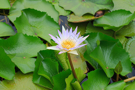 湖中的白水李丽花百合花园环境叶子香水情调紫色栖息地池塘水池图片