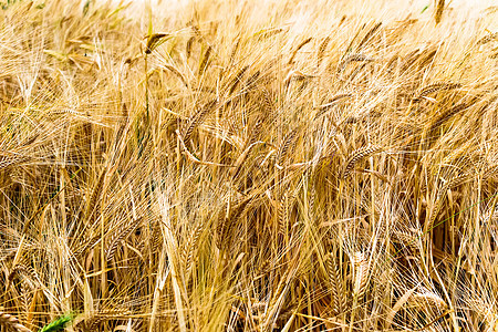 Rye 字段农场小麦蓝色农业场地天空季节生长种子稻草图片