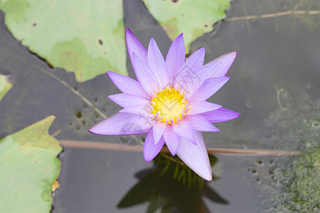 湖中紫水李丽花花瓣池塘叶子公园荷花紫色百合香水情调植物图片