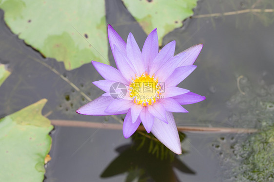 湖中紫水李丽花花瓣池塘叶子公园荷花紫色百合香水情调植物图片