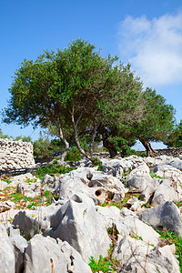 橄榄树种植园生长蓝色植物摄影场景国家环境正方形天空图片
