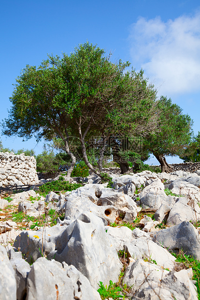 橄榄树种植园生长蓝色植物摄影场景国家环境正方形天空图片