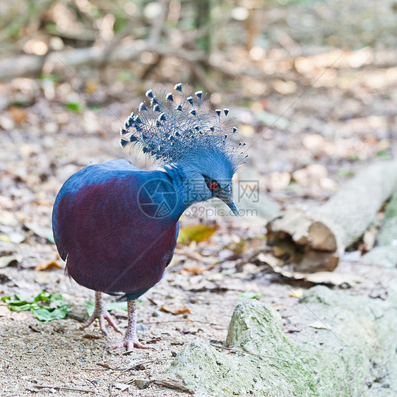 维多利亚王鸽鸽子在公园里眼睛王国蓝色羽毛热带威胁波峰异国动物情调图片