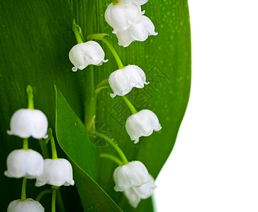 百利谷季节荒野植物绿色花束叶子浪漫季节性礼物白色图片