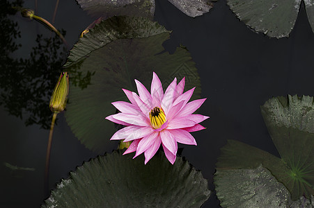 莲花鸟羽异国粉色情调植物花瓣热带紫色植物群荷花图片