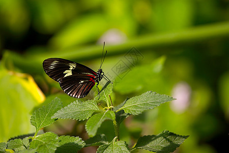 蝴蝶植被生物学生物活力环境植物野生动物黑色昆虫生活图片