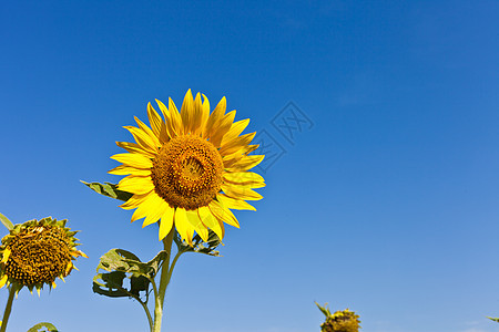 蓝天向日葵黄色季节场地树叶天空蓝色植物花朵图片