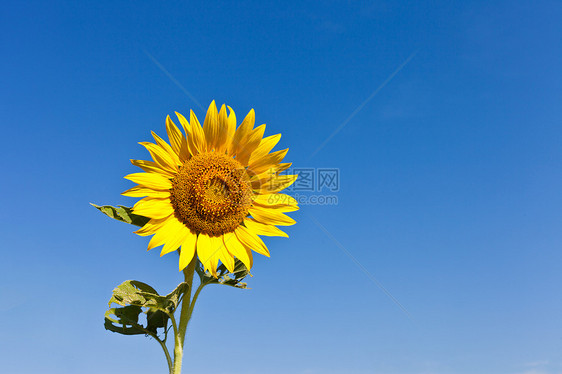 蓝天向日葵场地黄色植物季节树叶天空花朵蓝色图片