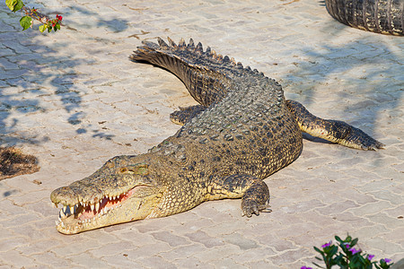 鳄鱼动物荒野牙齿绿色陷阱图片
