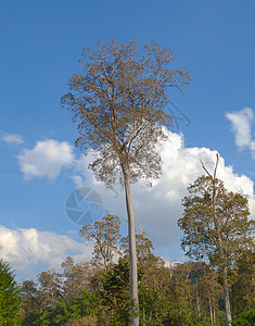 蓝色天空的大树风景叶子公园环境木头松树场景森林植物树干图片