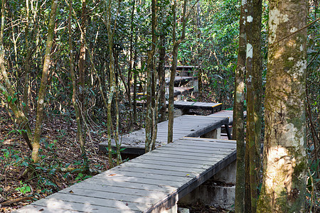森林中的木林路径风景棕色衬套远足林地穿越踪迹途径苔藓人行道图片