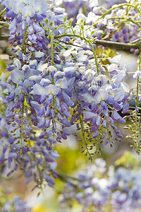 春花的威斯特西雅罪孽植物衬套季节花园植物群下雨登山者紫色薰衣草花朵图片