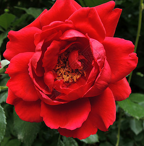 花园里的红玫瑰宏观玫瑰婚礼女性生日念日园艺植物花瓣花束图片