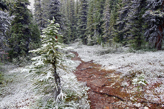 早期雪瀑州立公园树木植物公园栖息地小路风景绿地娱乐荒野生态图片