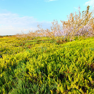 沿海草原地貌变化自然资源栖息地风景环境盐草沼泽地植物学地形绿地公园图片