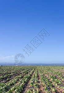 萨利纳斯谷收获的生菜田垂直图像生产食物食品曲目绿色杂货店景观眉头图片