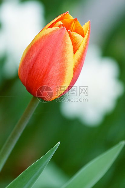 红色美丽的郁金香季节植物花瓣绿色叶子花园植物群团体图片