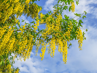 碳氢化合物决明子蓝色花园季节叶子植物群衬套天空淋浴花瓣背景图片