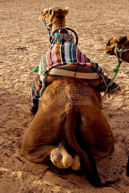 骆驼紫色绿色圆圈黄色红色阴影粉色沙漠弧形白色图片