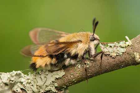 赫马里斯特蒂厄斯翅膀鞘翅目头发宏观蜜蜂狮身动物动物群昆虫学飞行图片