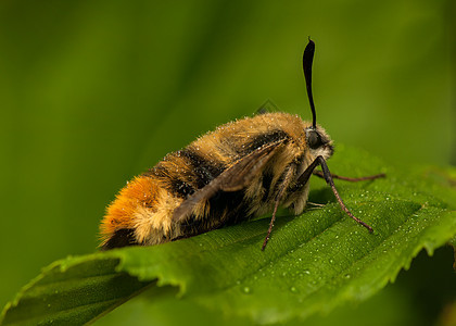 赫马里斯特蒂厄斯宏观头发色素生活蜜蜂昆虫动物群寿命动物鞘翅目图片