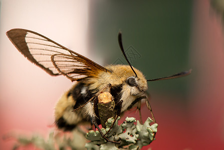 赫马里斯特蒂厄斯生活荒野色素鳞翅目鞘翅目头发蜜蜂宏观动物群昆虫图片