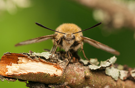 赫马里斯特蒂厄斯鳞翅目宏观眼睛蜜蜂昆虫学人面昆虫动物群头发色素图片