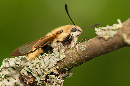 赫马里斯特蒂厄斯宏观动物群昆虫学生活荒野美女动物野生动物鞘翅目色素图片