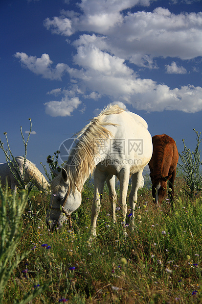 田野上吃草的马自由农场天空棕色爬坡场地运动速度太阳力量图片