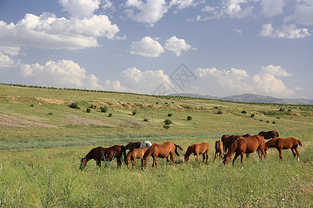 田野上吃草的马棕色速度爬坡天空太阳运动场地农场植物自由图片