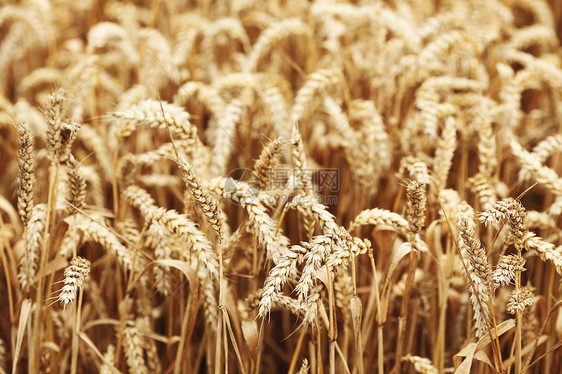 田地上小麦特写天空面包植物大麦农村国家金子收成季节种子图片
